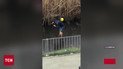Босиком полез спасать уток после бессонной ночи в Киеве