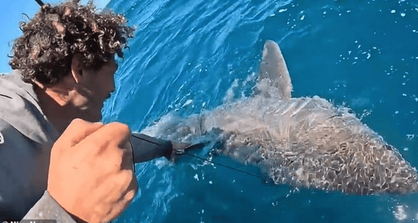 Рибалка Оскар Форд впіймав велику білу акулу / © скриншот з відео