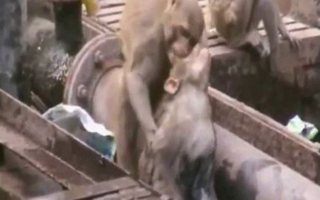 Животное 20 минут спасало пострадавшую обезьяну / © the Daily Mail
