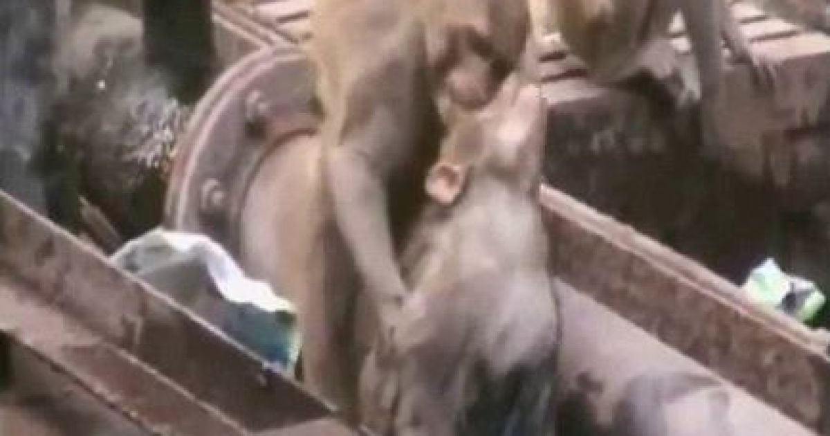 Тварина 20 хвилин рятувала постраждалу мавпу