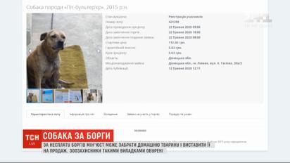 Собака - за долги: Минюст продает домашних любимцев на аукционах