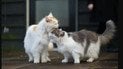 Коти вилизують один одного