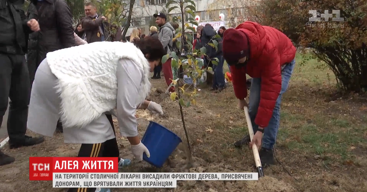 У Києві висадили алею на честь донорів, які заповіли свої органи заради порятунку інших людей
