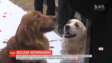 В американской больнице сыграли свадьбу для двух собак, которые там работают