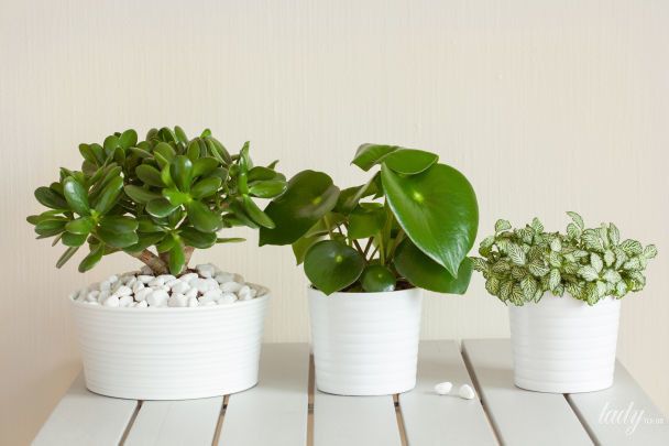 Золоті правила поливу кімнатних рослин / © www.credits