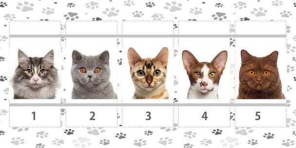 Оберіть одного з котиків на фото і дізнаєтеся про свою інтуїцію