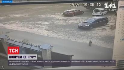 Из этнокомплекса в Киевской области сбежал кенгуру
