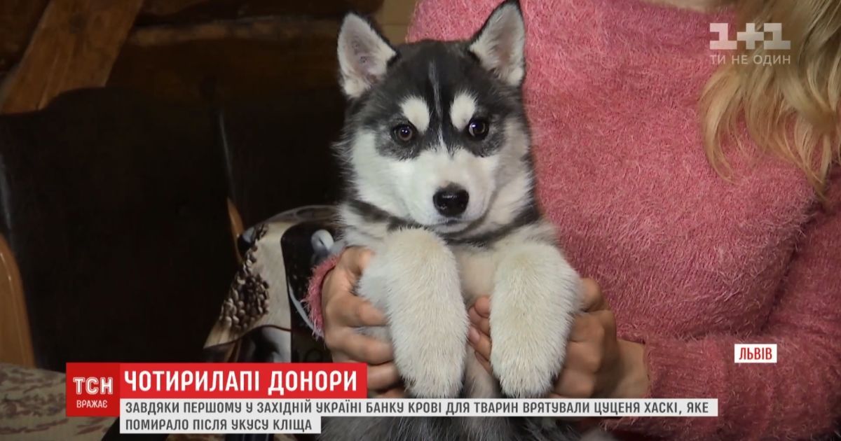 Во Львове спасли первую собаку благодаря банку крови для животных