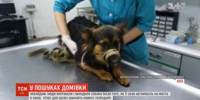 В Киеве на мосту Патона автомобиль такси сбил собаку и покинул ее на обочине