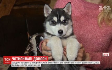 У Львові врятували першого собаку завдяки банку крові для тварин