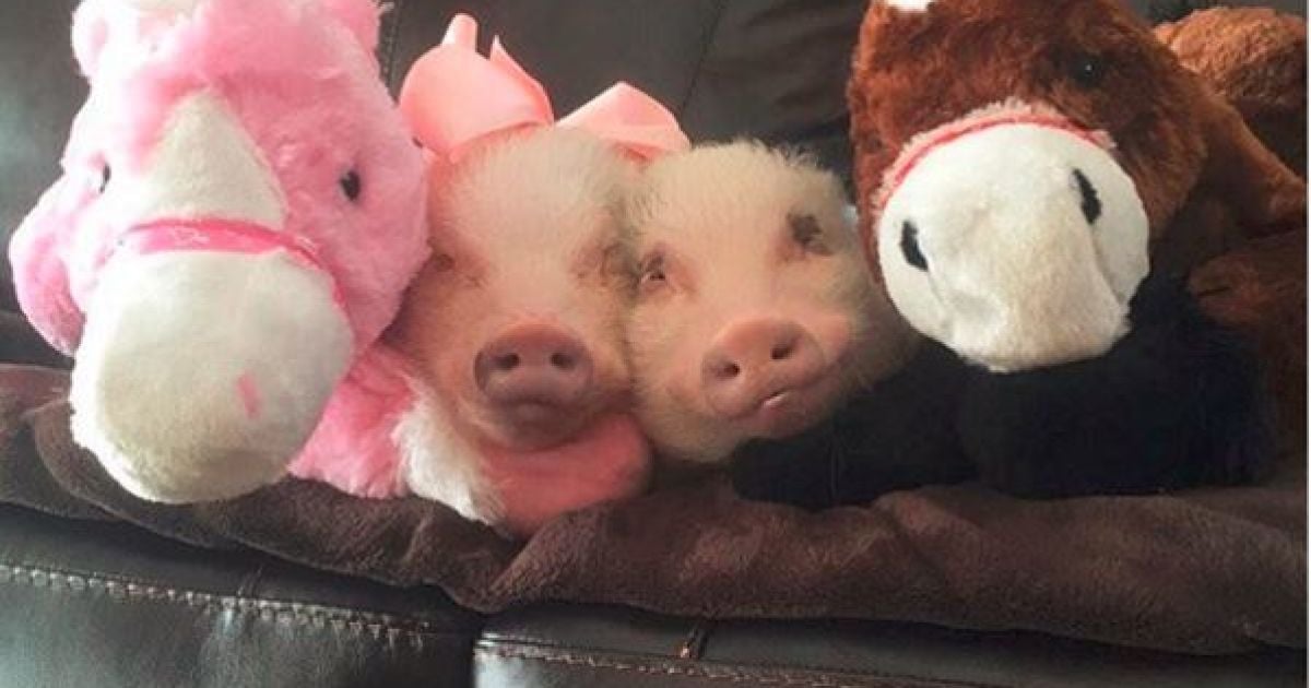 Жінка одягає двох маленьких поросят Пріссі та Поп у різні вбрання та фотографує їх. / © instagram/prissy_pig