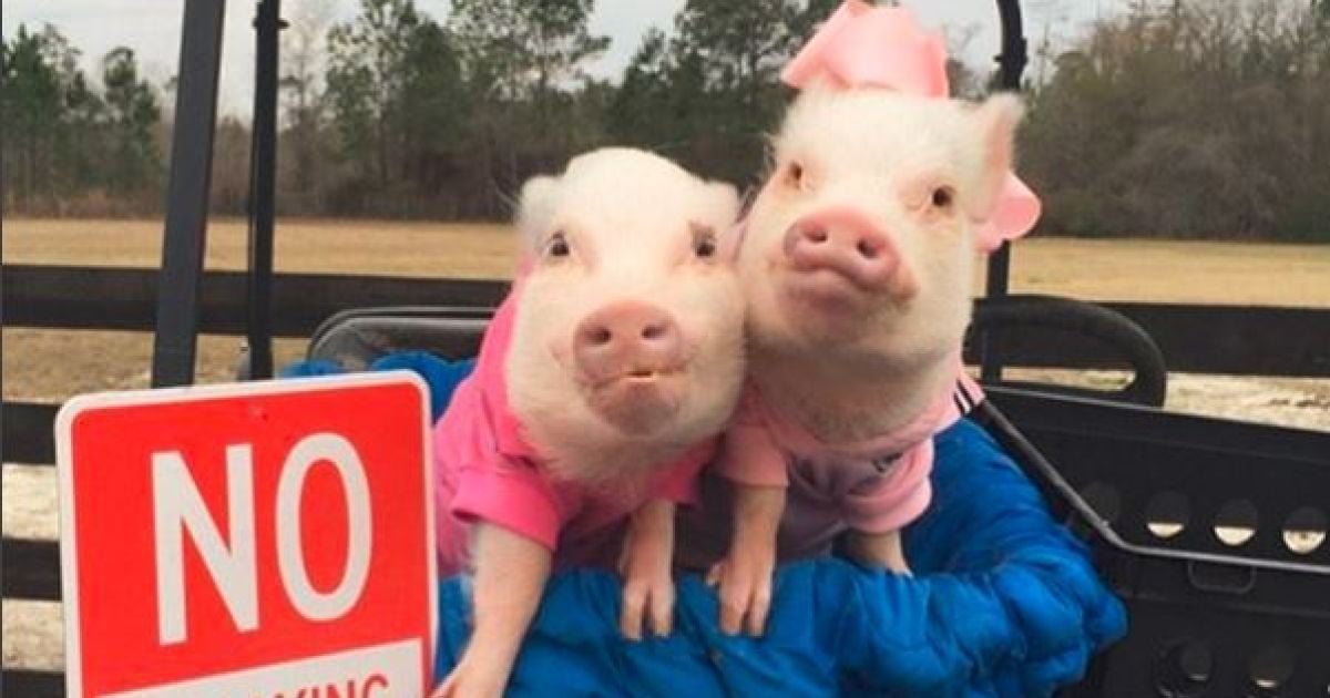 Жінка одягає двох маленьких поросят Пріссі та Поп у різні вбрання та фотографує їх. / © instagram/prissy_pig