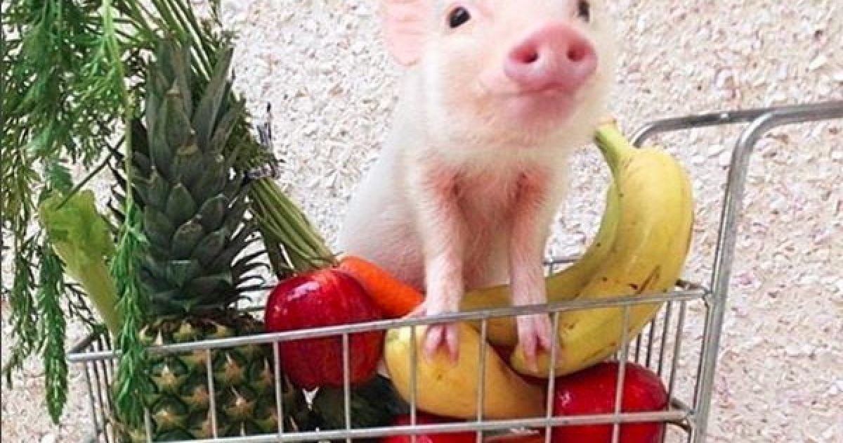 Жінка одягає двох маленьких поросят Пріссі та Поп у різні вбрання та фотографує їх. / © instagram/prissy_pig