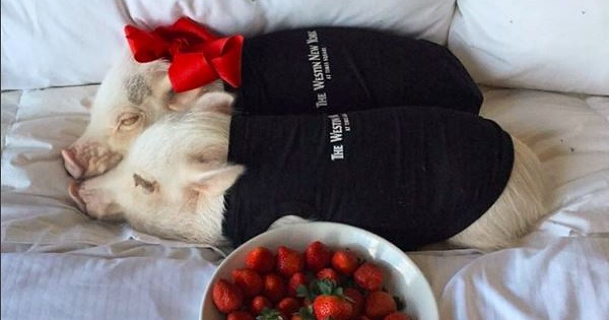 Жінка одягає двох маленьких поросят Пріссі та Поп у різні вбрання та фотографує їх. / © instagram/prissy_pig