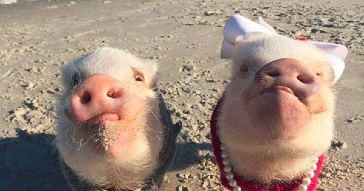 Жінка одягає двох маленьких поросят Пріссі та Поп у різні вбрання та фотографує їх. / © instagram/prissy_pig