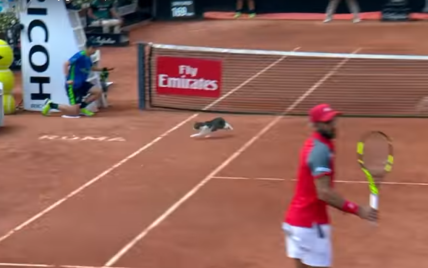 Тенісист мало не прибив кота, який вибіг на корт просто посеред матчу
