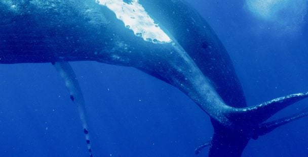Фотографи вперше зняли горбатих китів, які займаються сексом / Фото: Marine Mammal Science