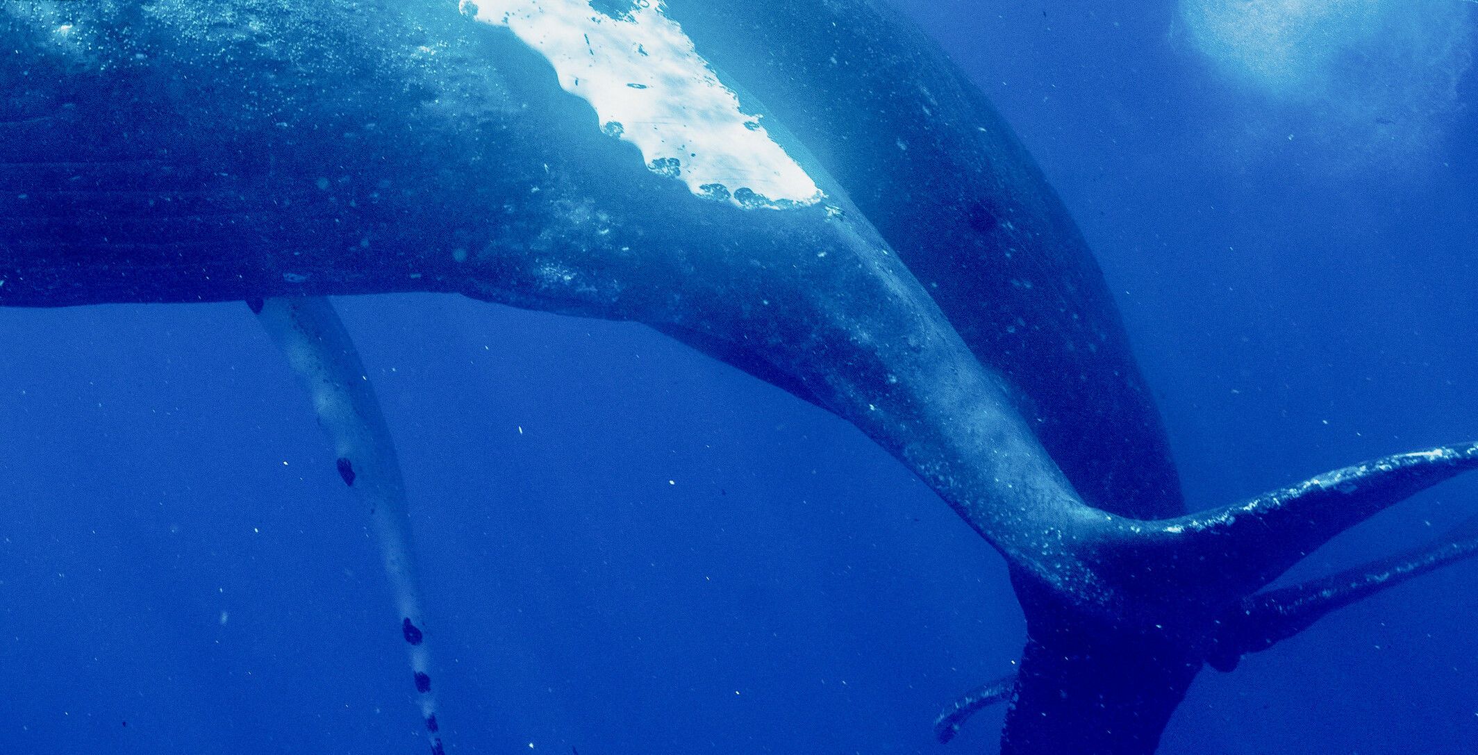 Фотографи вперше зняли горбатих китів, які займаються сексом / Фото: Marine Mammal Science / © 