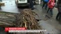 30-метрова акація залишила без світла цілу вулицю, впавши у столичному середмісті