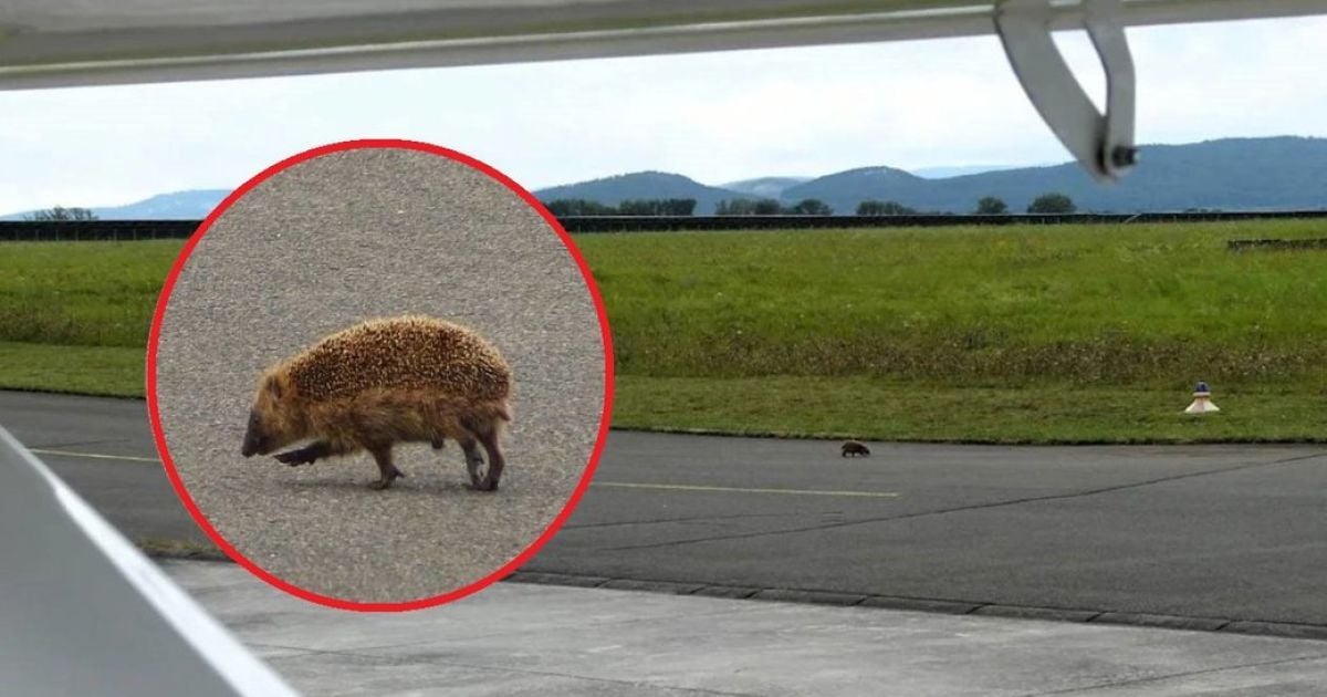 їжак / Telegram/Bild