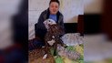 В экопарке под Харьковом собака взяла под опеку тигрят, от которых отказалась мать-тигрица