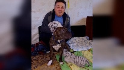 В екопарку під Харковом собака взяла під опіку тигренят, від яких відмовилась мати-тигриця