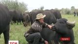 Незвичні гості: на Одещину для відновлення заплави завезли водяних буйволів