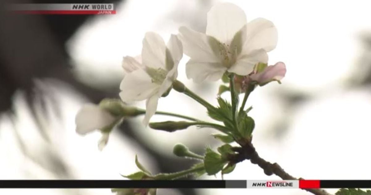 Цвітіння сакури у Японії / © NHK