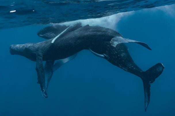 Фотографи вперше зняли горбатих китів, які займаються сексом / Фото: Marine Mammal Science