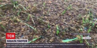 Новини світу: австралійці потерпають від навали павуків