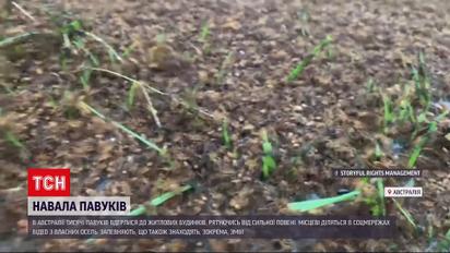 Новости мира: австралийцы страдают от нашествия пауков