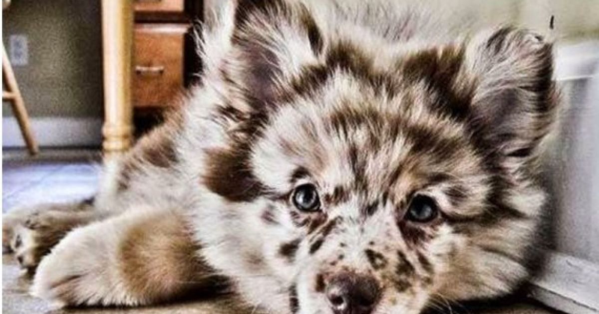 Пятничная подборка: милые песики необычных окрасов