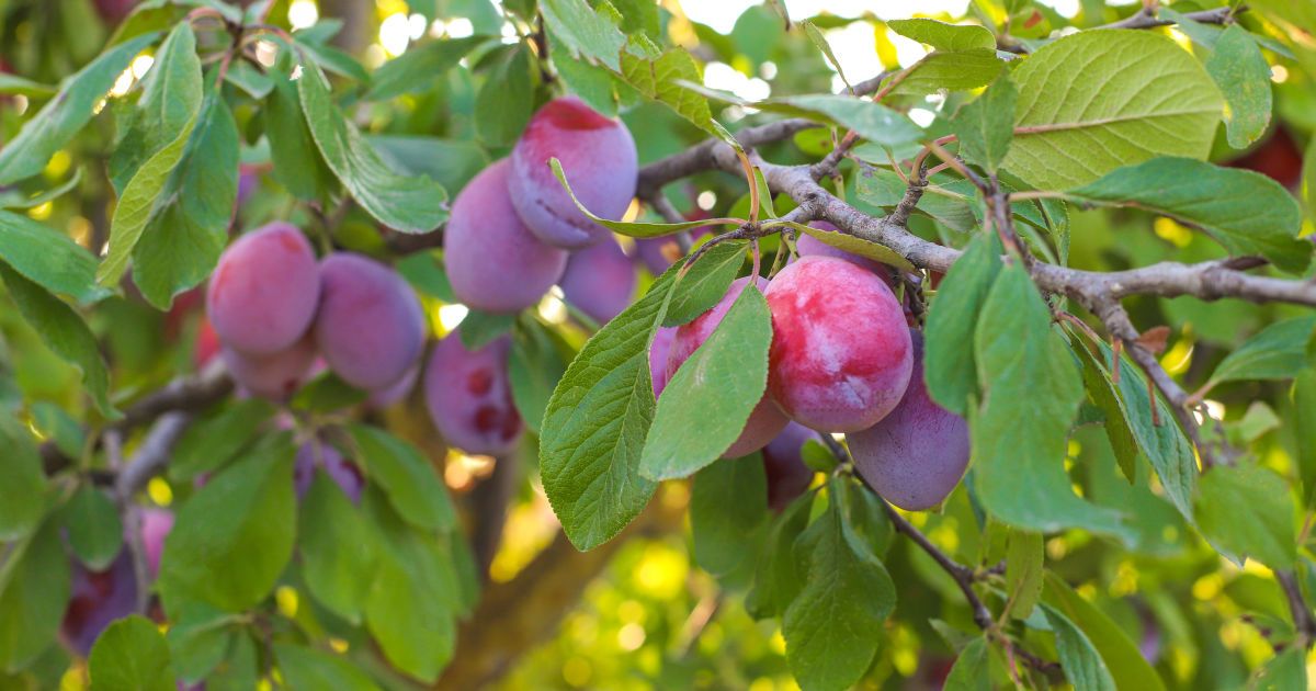 Чем подкармливать сливы в сентябре