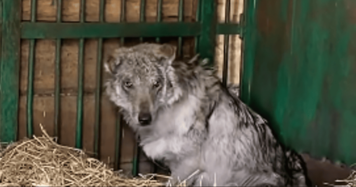 Вовк, врятований зоозахисниками