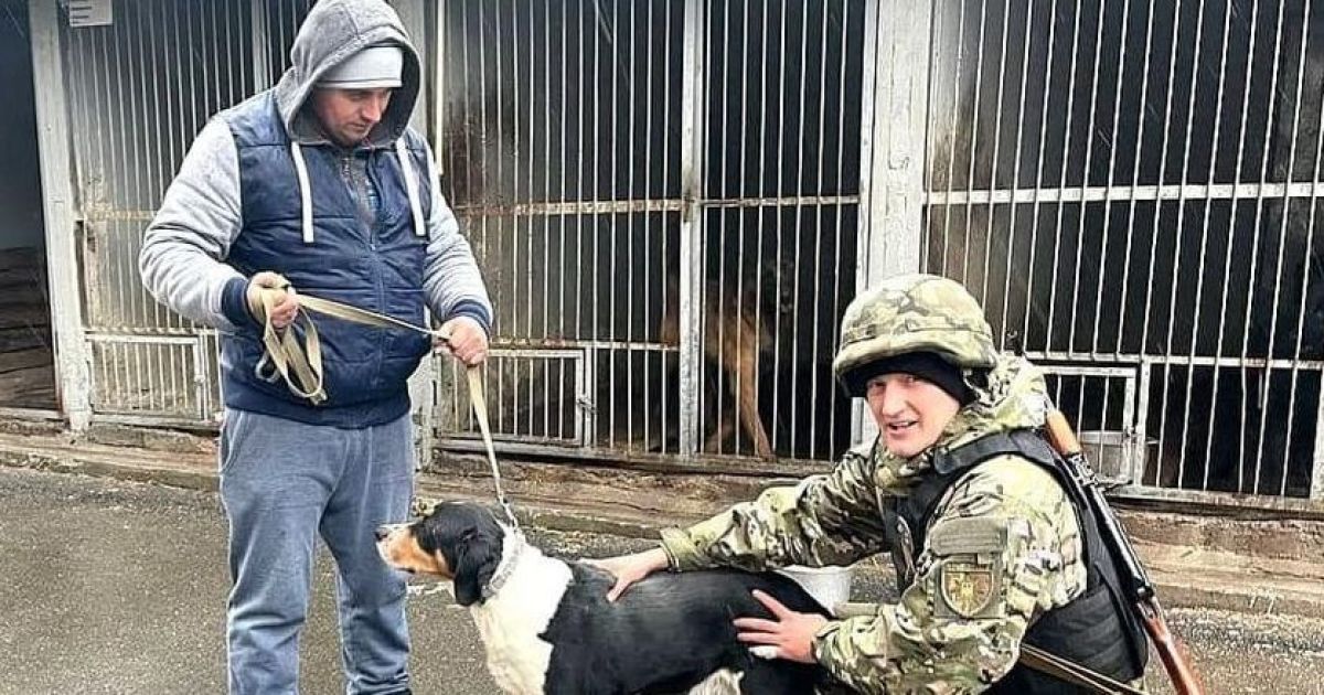 На Киевщине кинологи приютили собак, владельцы которых уехали и не смогли забрать животных