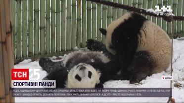 Як гігантські панди вміють бавитися у снігових кучугурах | Новини світу