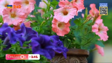 Как заставить цвести петунии – советы от садовой блоггерши Антонины Лесик