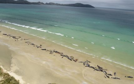 Понад сотню чорних дельфінів загинуло на березі Нової Зеландії