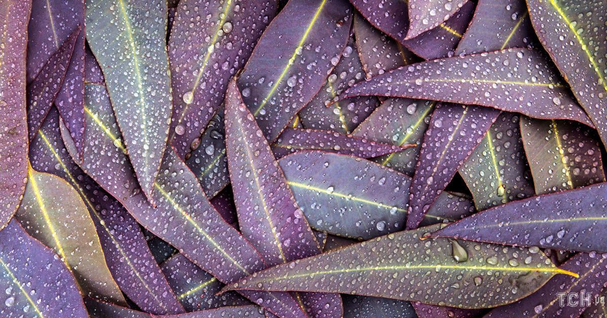 Гороскоп на 26 вересня для всіх знаків зодіаку: день активного відпочинку