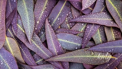 Листя під краплями дощу