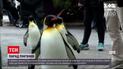 В зоопарке Цинциннати устроили прогулку для королевских пингвинов
