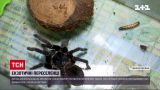 Ядовитый паук и хищные лягушки: житель Ивано-Франковска приютил в квартире экзотических животных