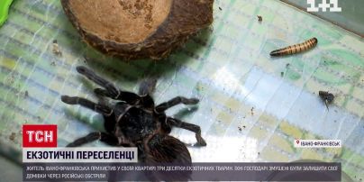Ядовитый паук и хищные лягушки: житель Ивано-Франковска приютил в квартире экзотических животных