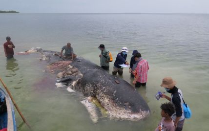 Шесть килограммов мусора в желудке. В Индонезии нашли умершего от пластика кита