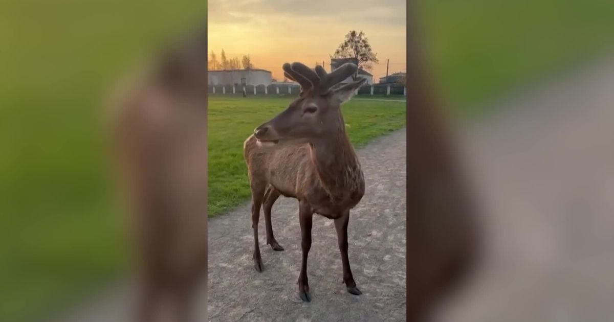 Олень Борис