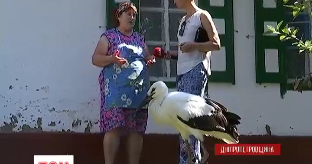 Спасенный аистенок ныне живет на сельском дворе