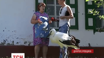 На Днепропетровщине семья заботится об осиротевшем аистенке