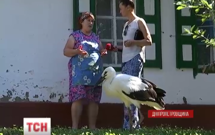 Одні стріляють, інші рятують: у селі на Дніпропетровщині врятували від голоду лелеченя Васька