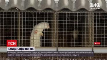 Новости мира: в Финляндии начнут вакцинировать норок от коронавируса