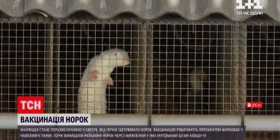 Новости мира: в Финляндии начнут вакцинировать норок от коронавируса